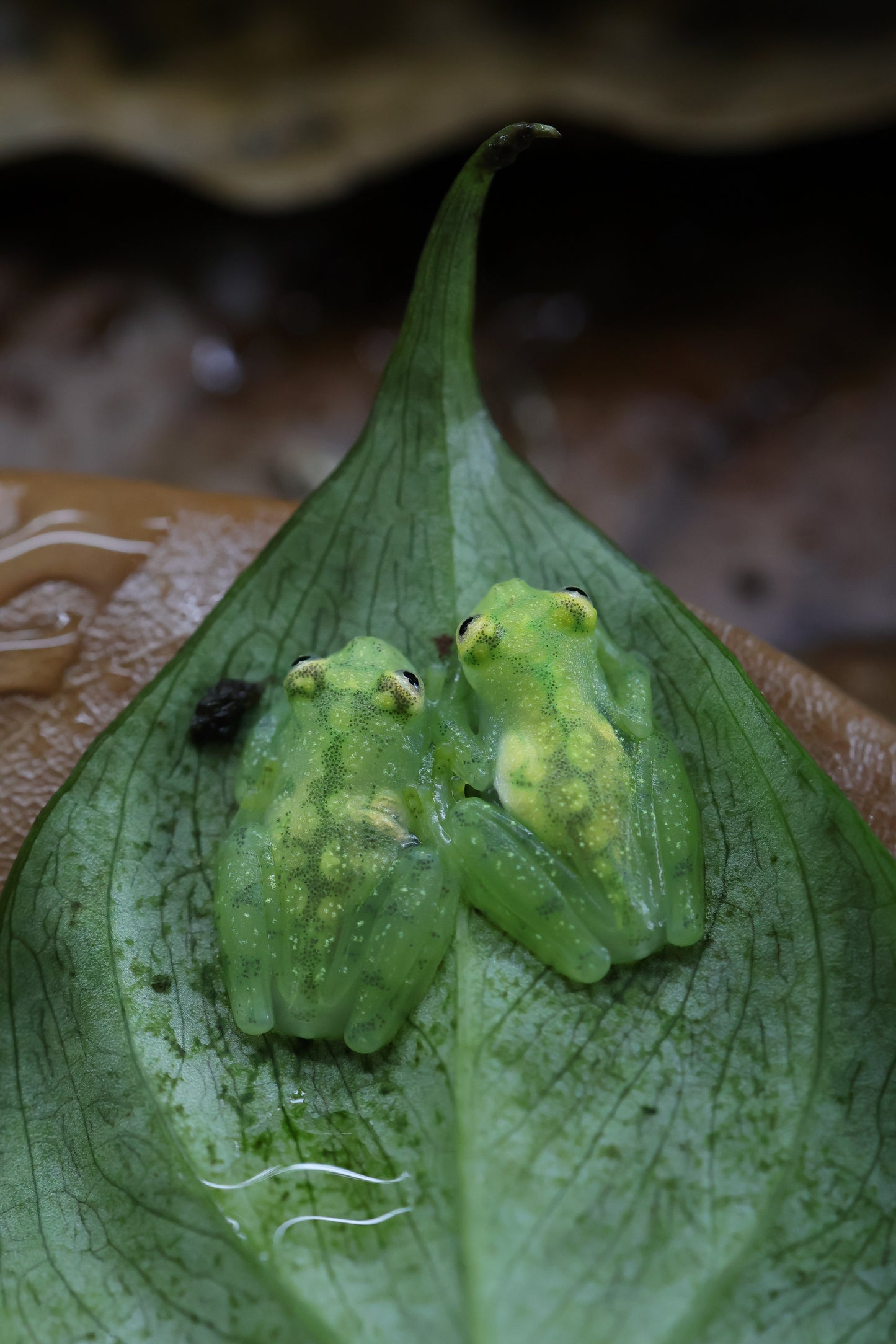 Reticulated Glass Frog