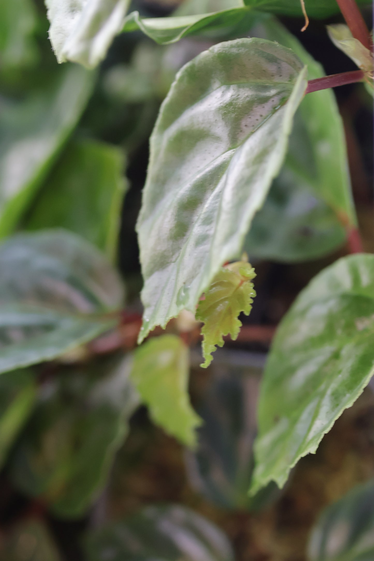 Begonia glabra