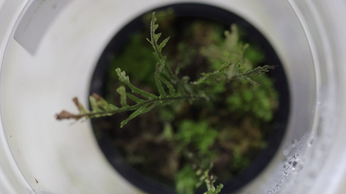 Hymenophyllum sp. “Ecuador”