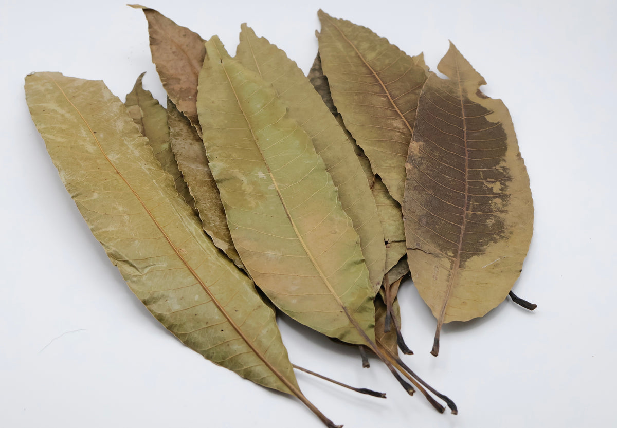 Mango Leaves Large 10 Pack