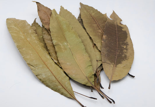 Mango Leaves Large 10 Pack