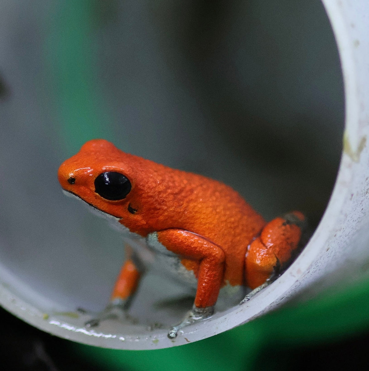 Oophaga pumilio “Salt Creek”