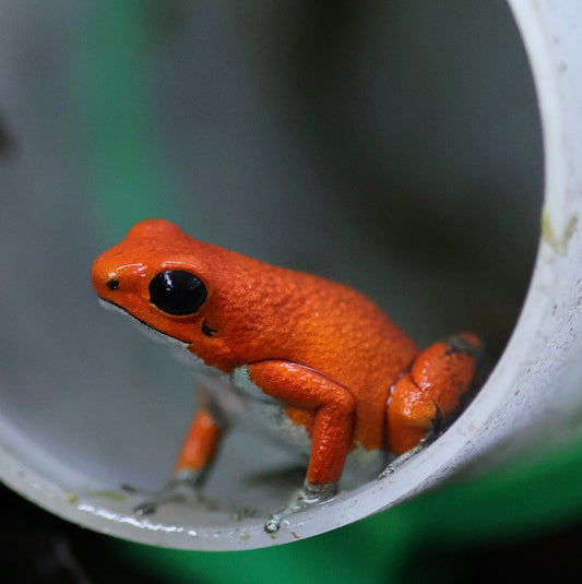 Oophaga pumilio “Salt Creek”