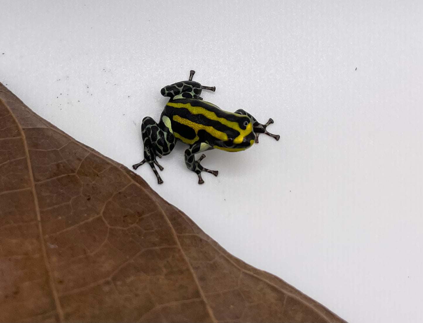 Ranitomeya sirensis “rio pachitea yellow”