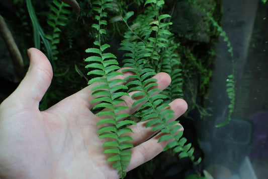Fern sp amazonas