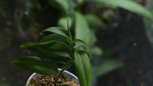 Philodendron “Green Spear”