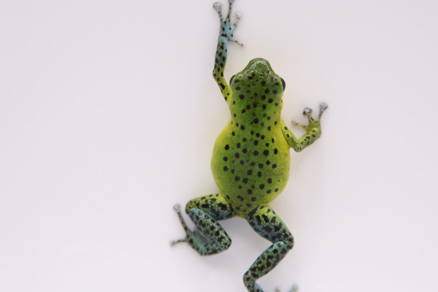 Oophaga pumilio "Punta Laurel"