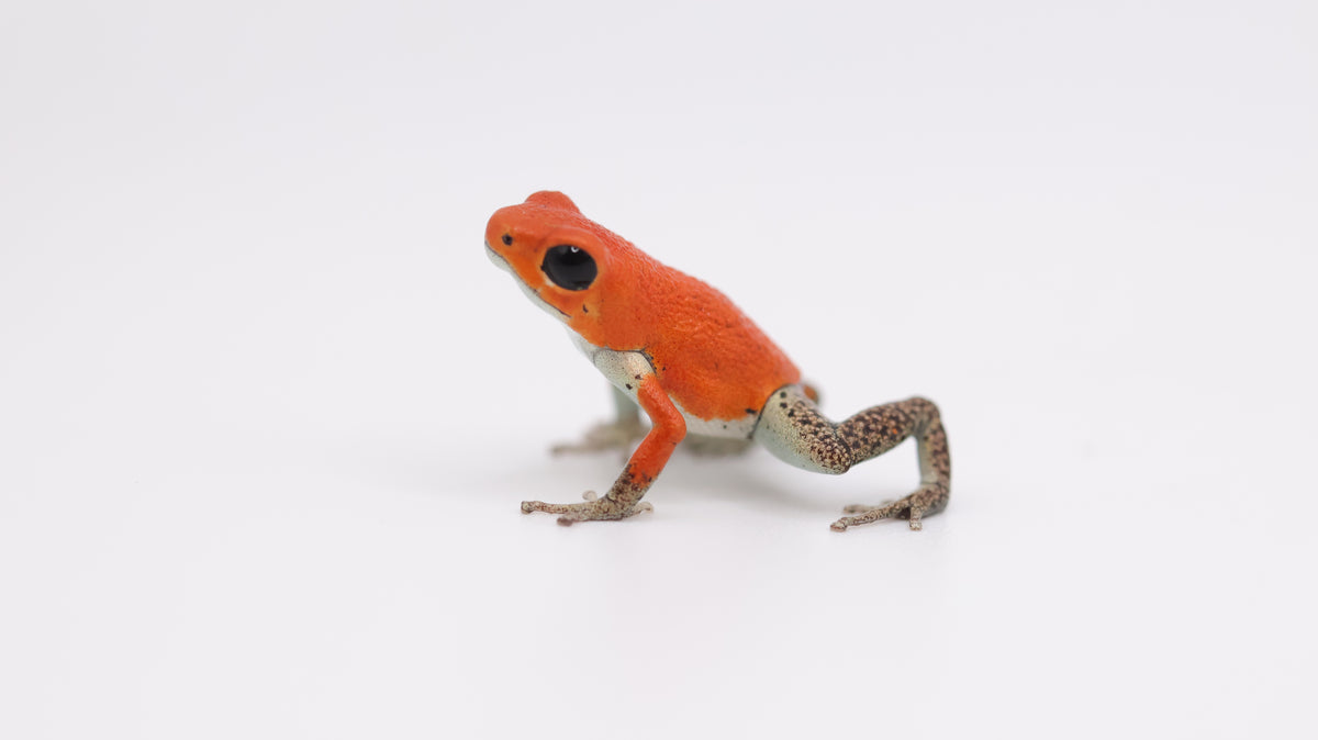 Oophaga pumilio “Salt Creek”