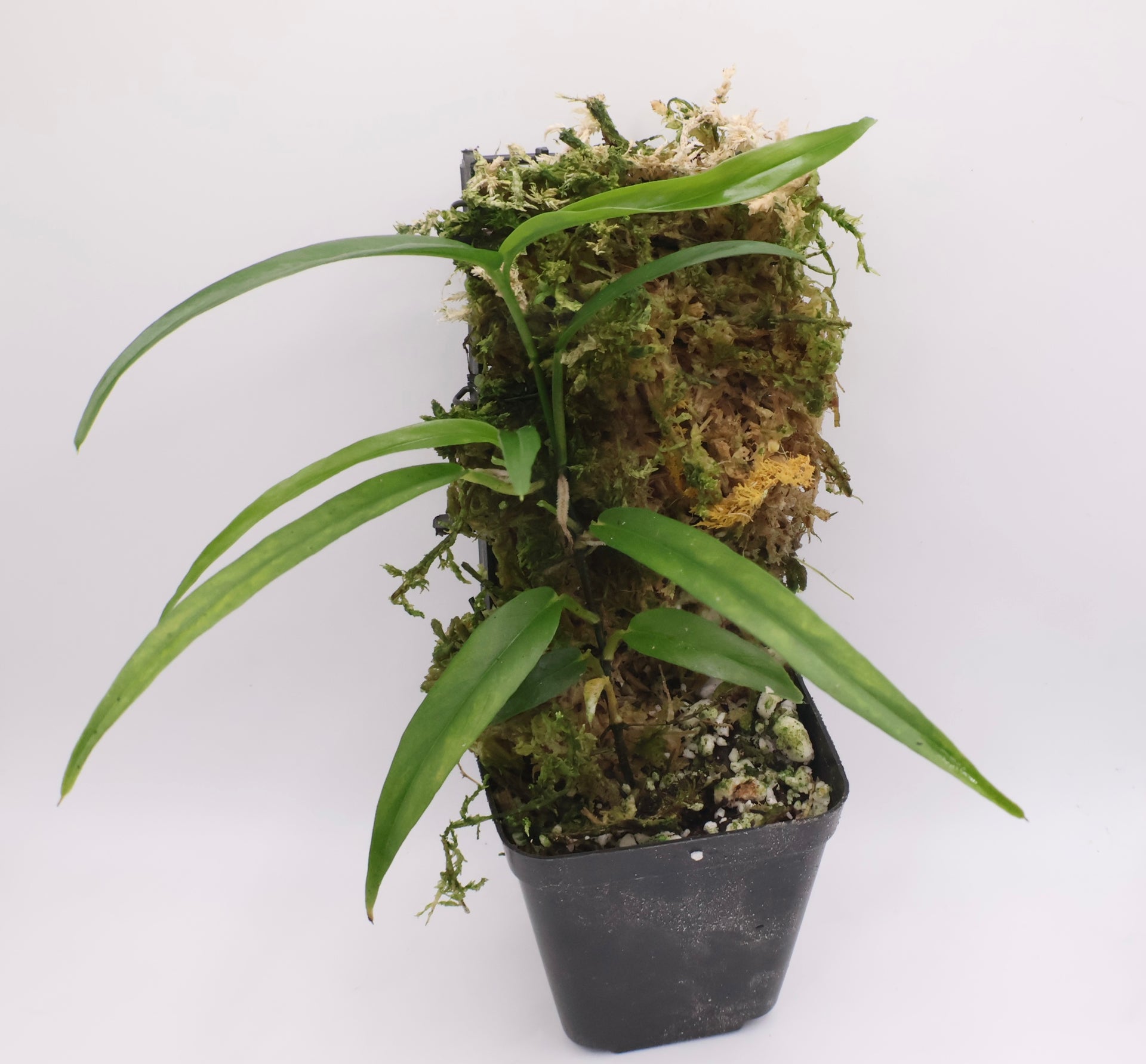 philodendron chinchamayense Philodendron chinchamayense – Atonii