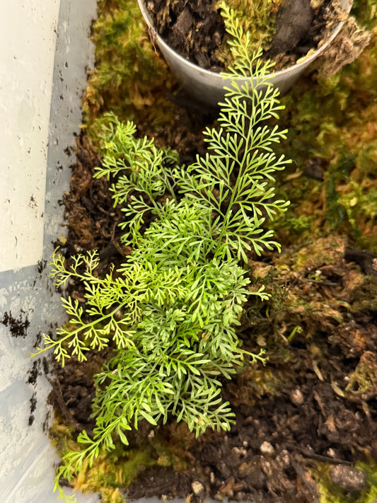Asplenium aff. Fragrans