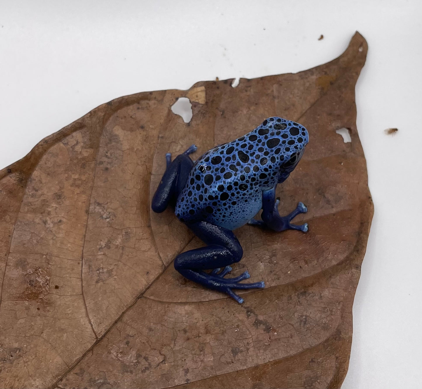 Dendrobates tinctorius ‘Azureus’