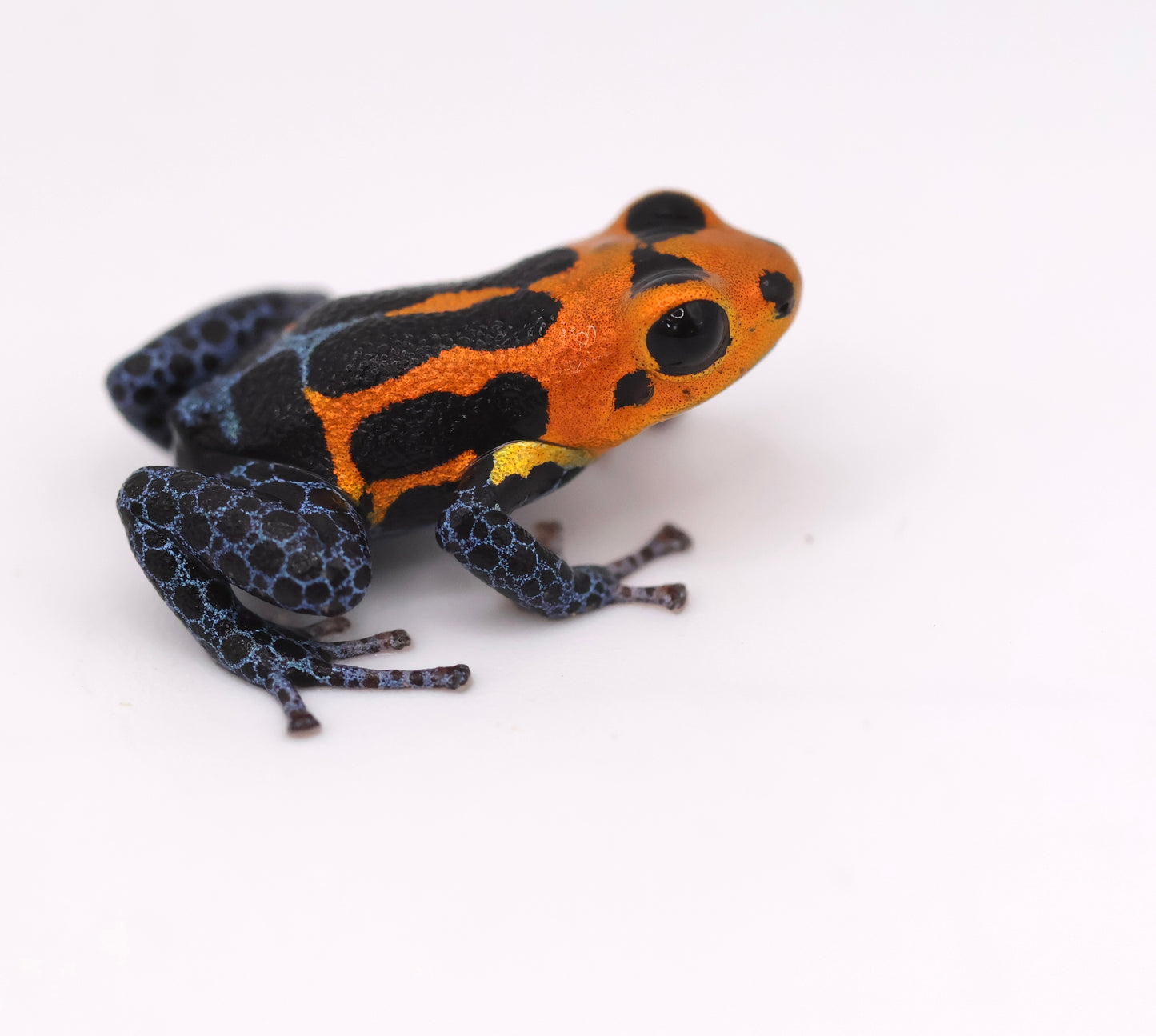 Ranitomeya imitator "Varadero"