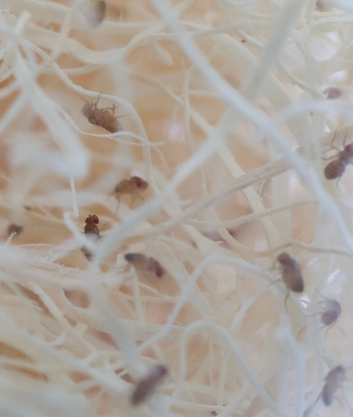Flightless Fruit Fly Culture