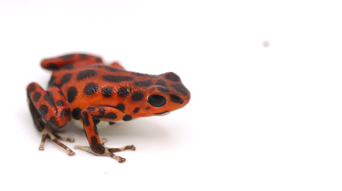 Oophaga pumilio "Bastimentos"