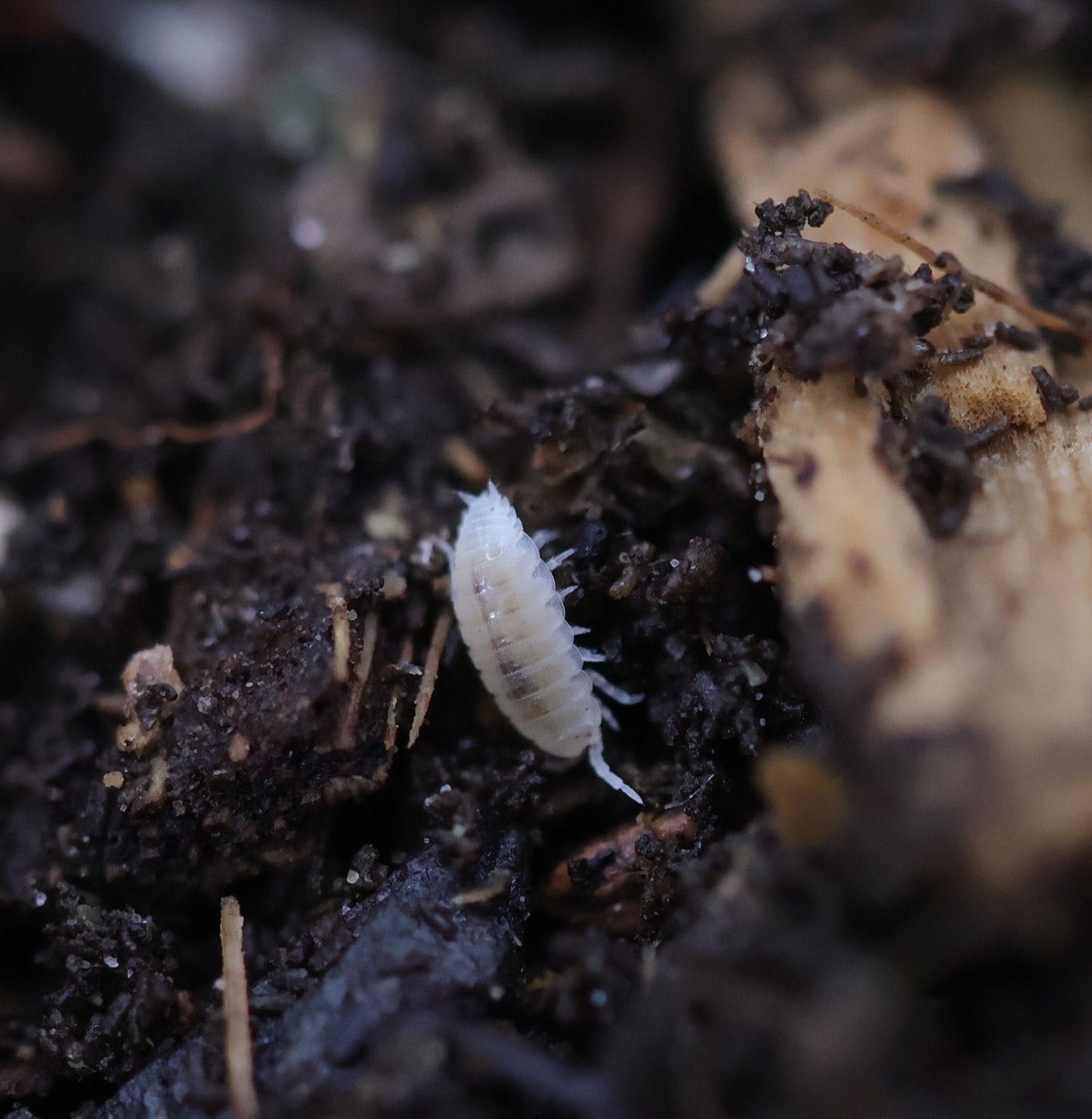 Dwarf white isopods