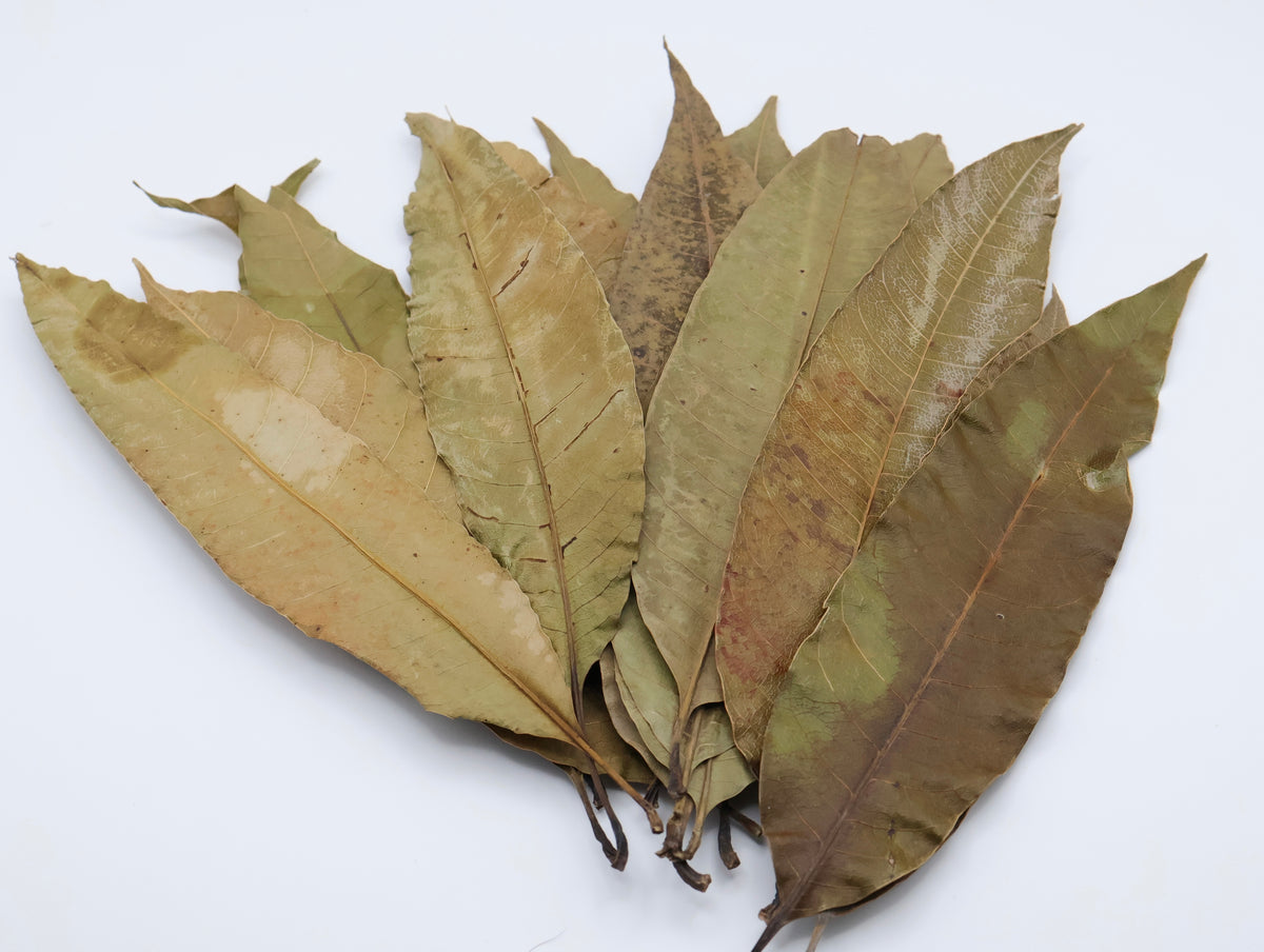 Mango Leaves Small 15 Pack