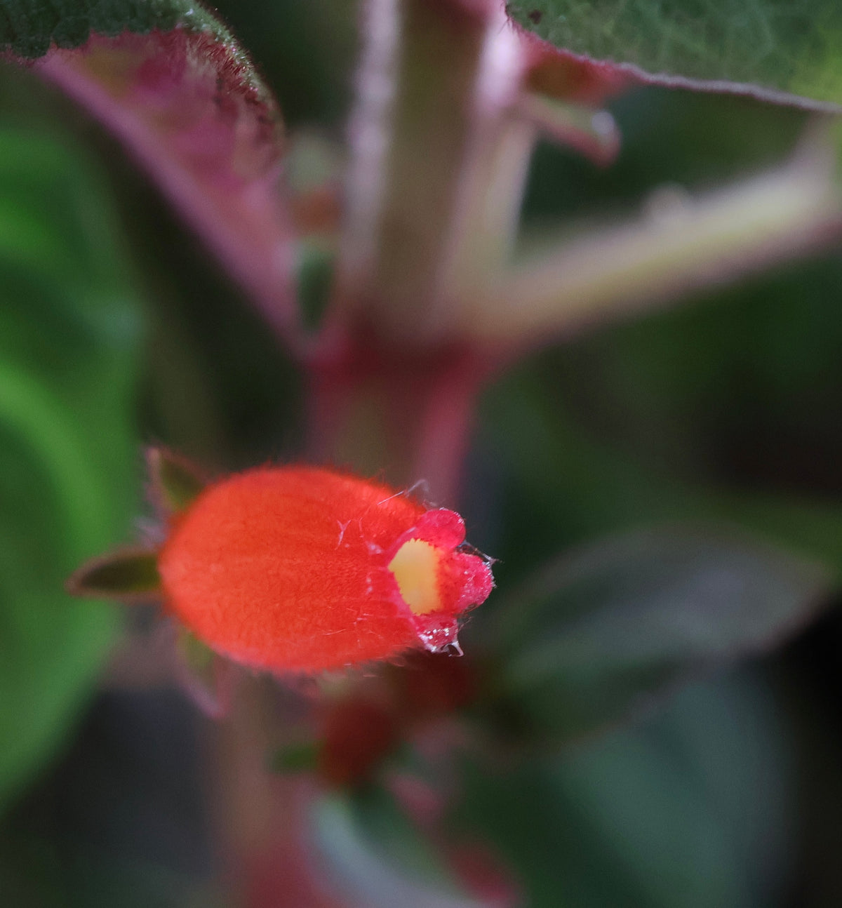Pearcea schimpfii