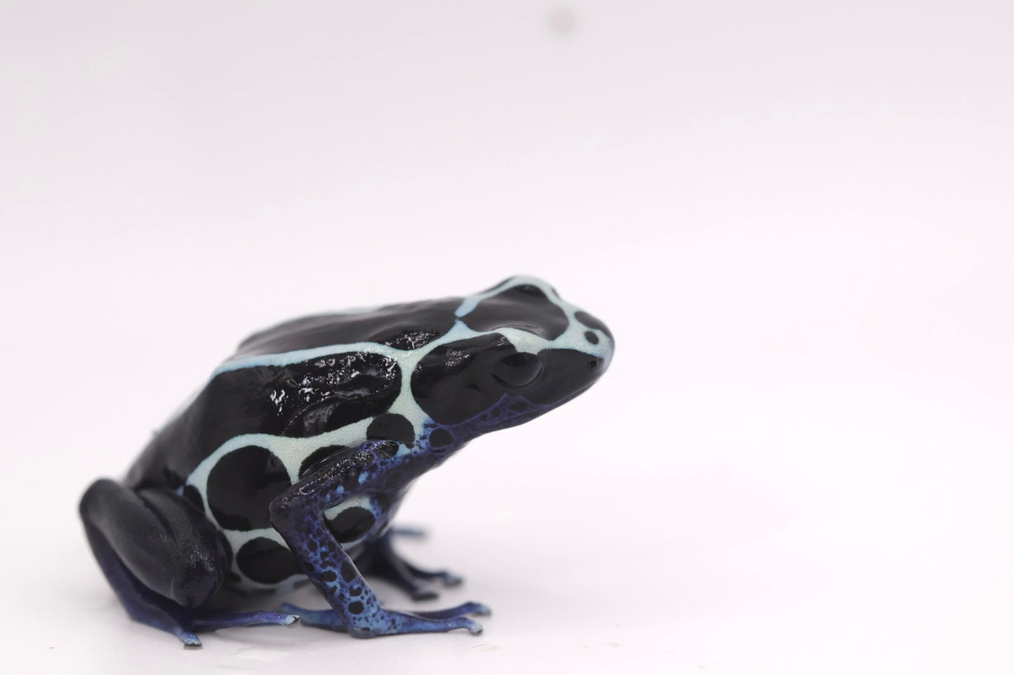 Dendrobates tinctorius "Oyapok"