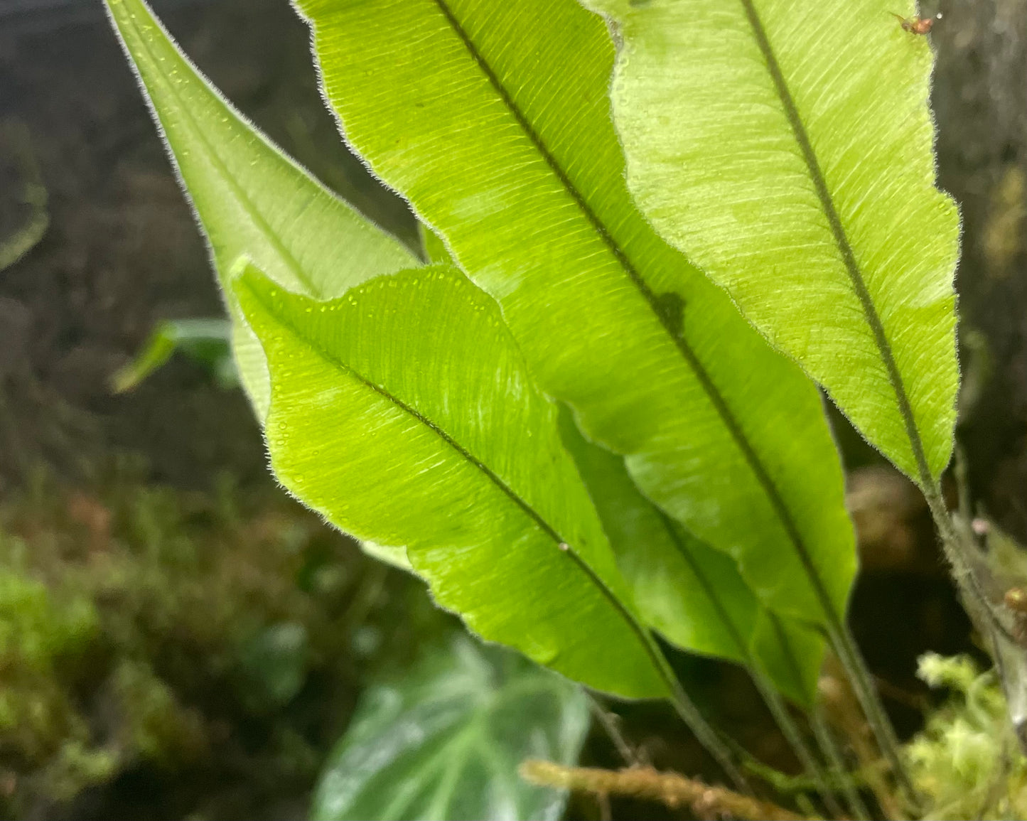 Oleandra sp Ecuador