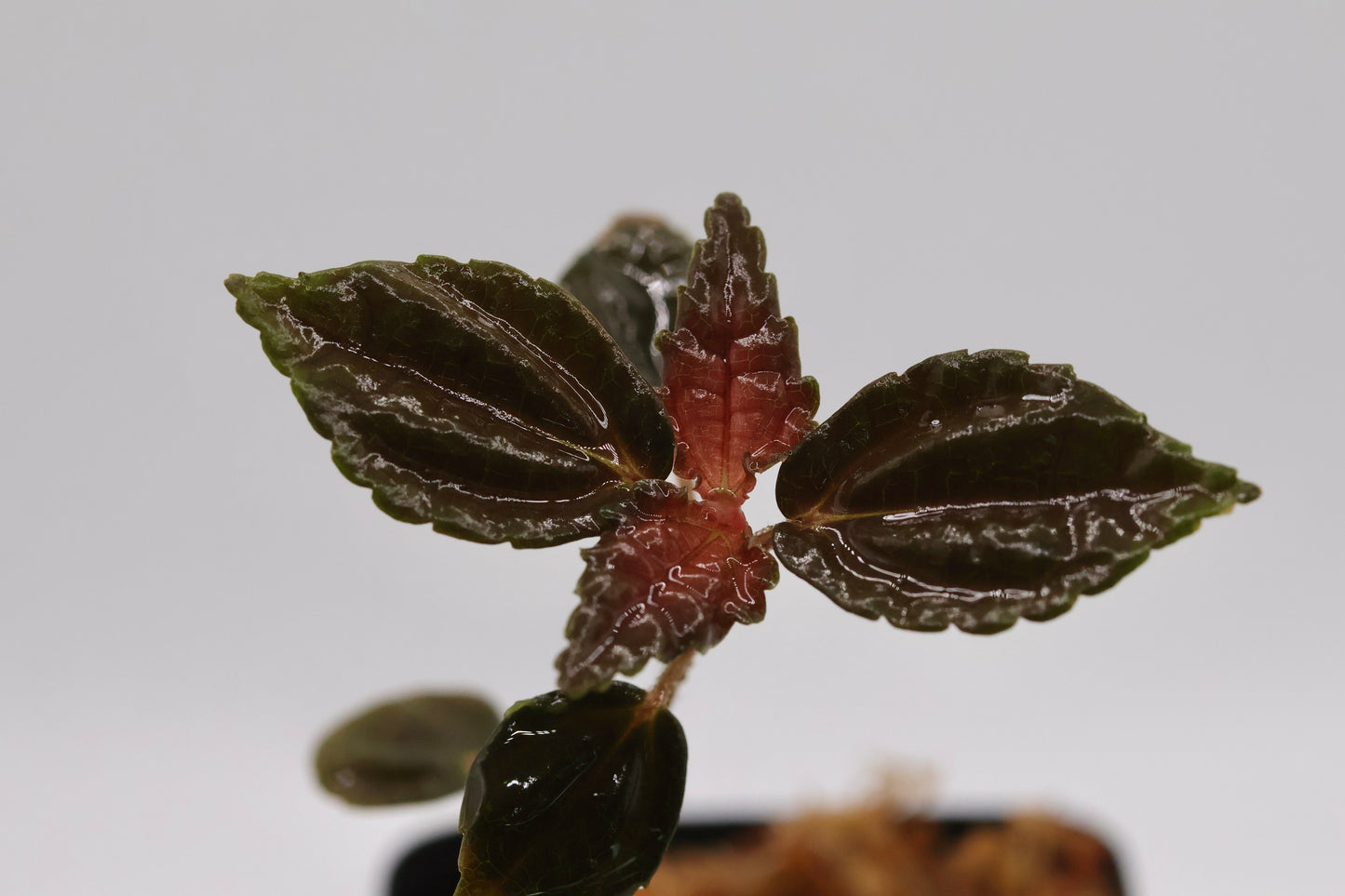 Pilea ophioderma