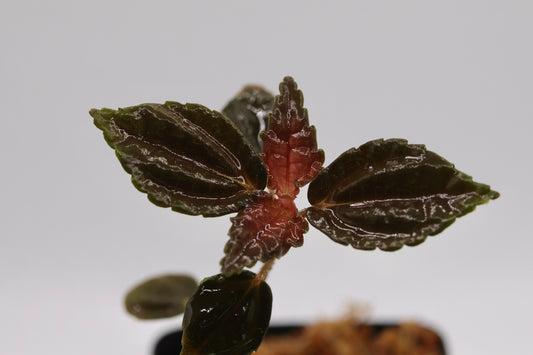 Pilea ophioderma