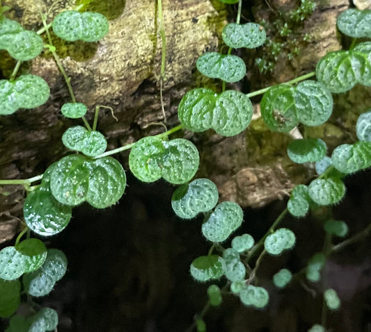 Peperomia emarginella