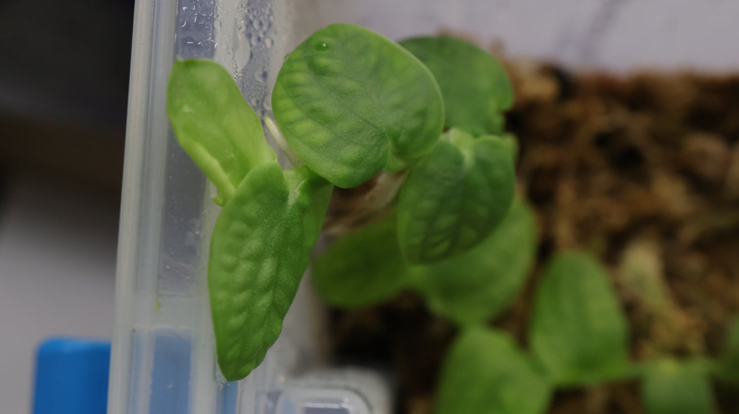 Rhaphidophora celatocaulis