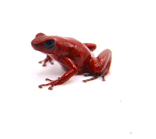 Oophaga pumilio “Rufous Ridge”