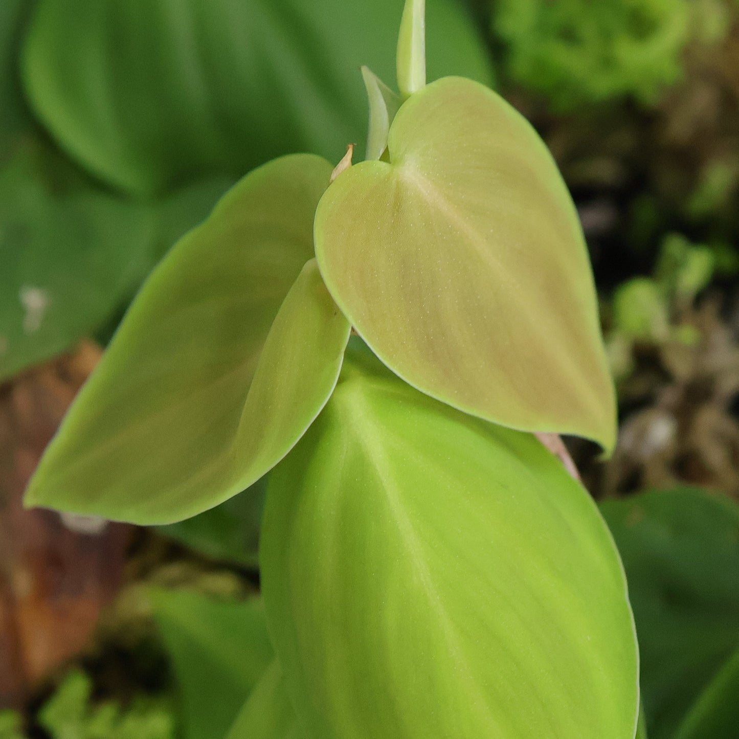 Philodendron sp. Loreto