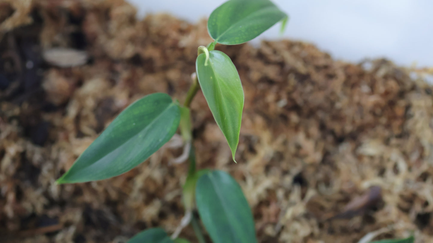 Philodendron sp. Peach