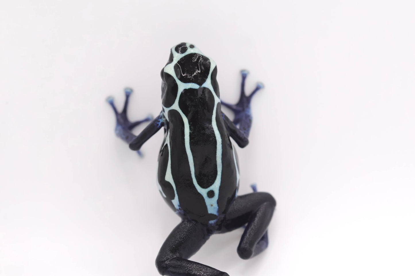 Dendrobates tinctorius "Oyapok"