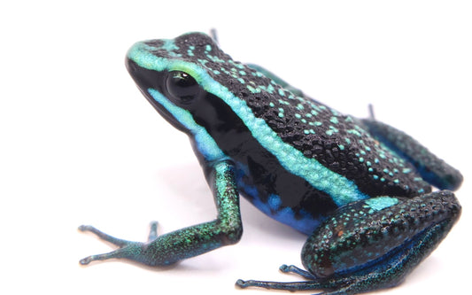 Ameerega bassleri “chrome green/blue”