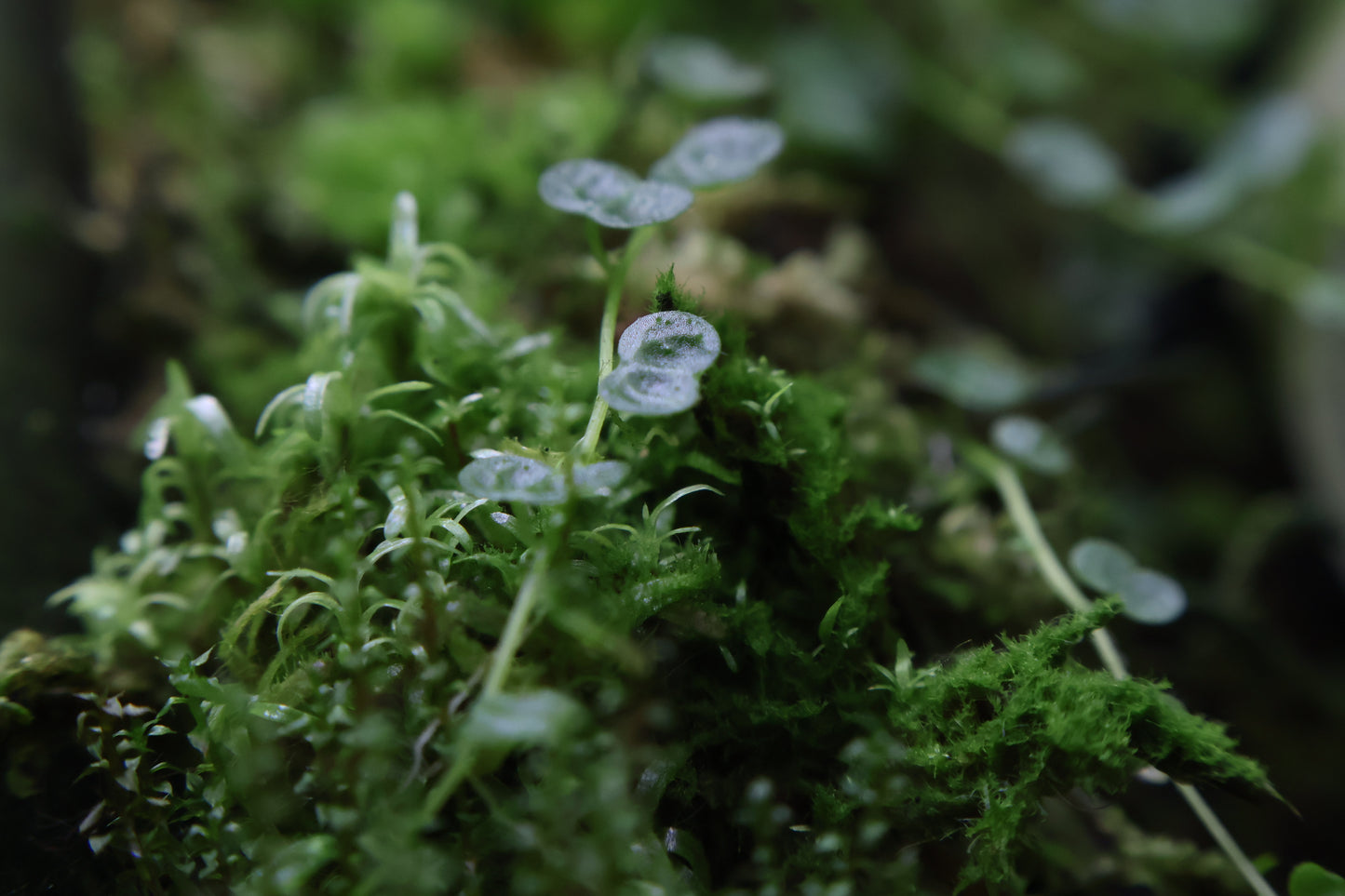 Peperomia emarginella