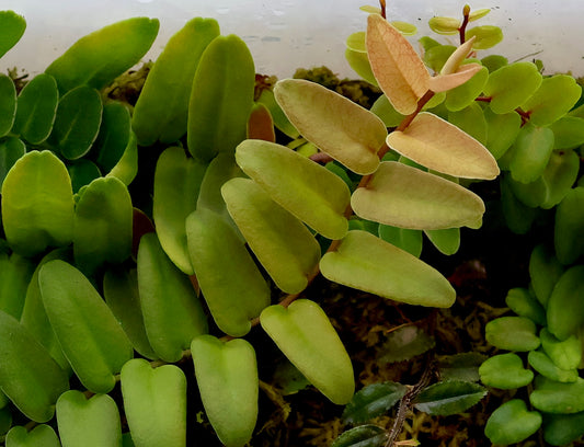 Marcgravia sp. "White Margin Colombia"