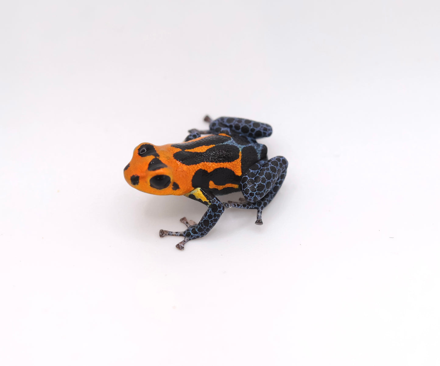 Ranitomeya imitator "Varadero"