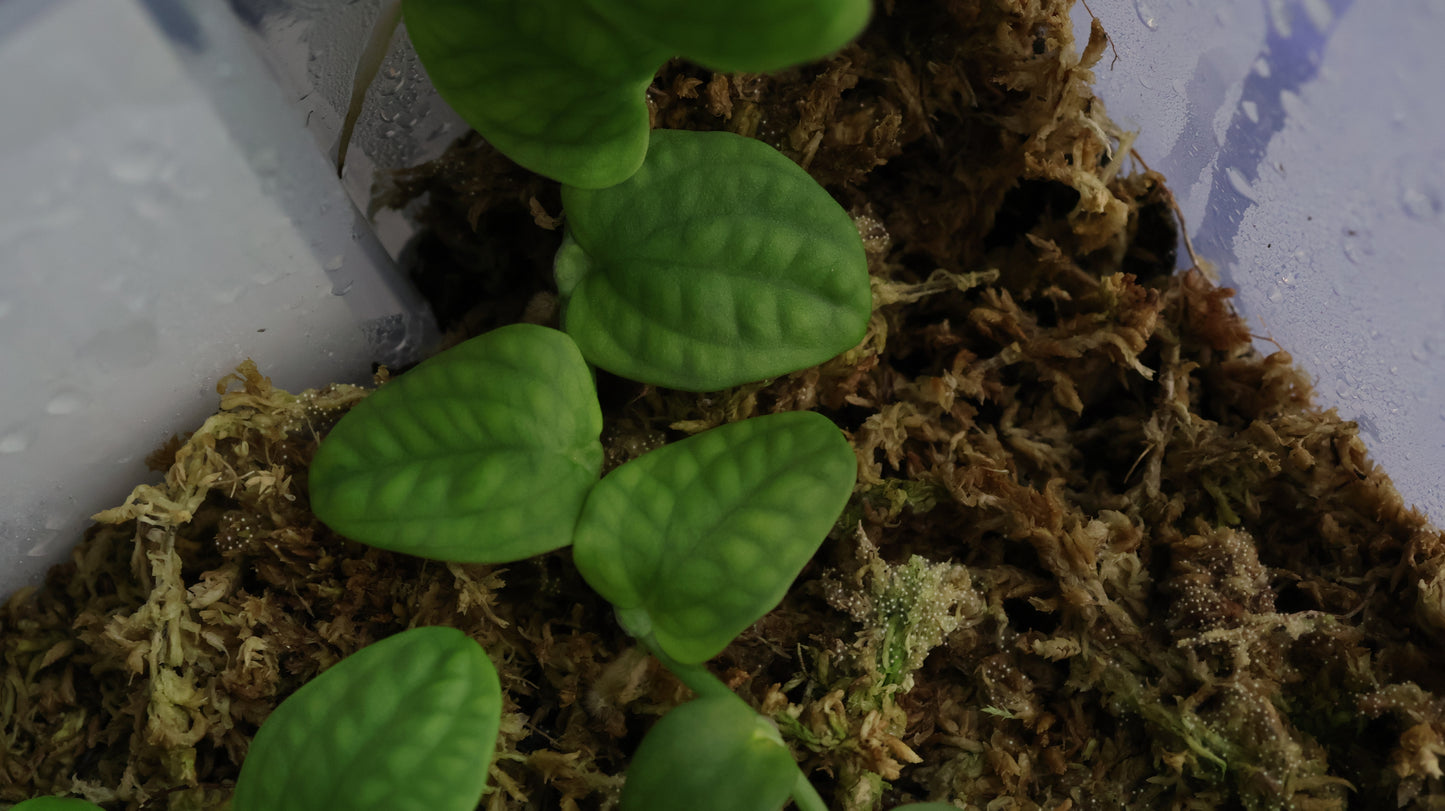 Rhaphidophora celatocaulis