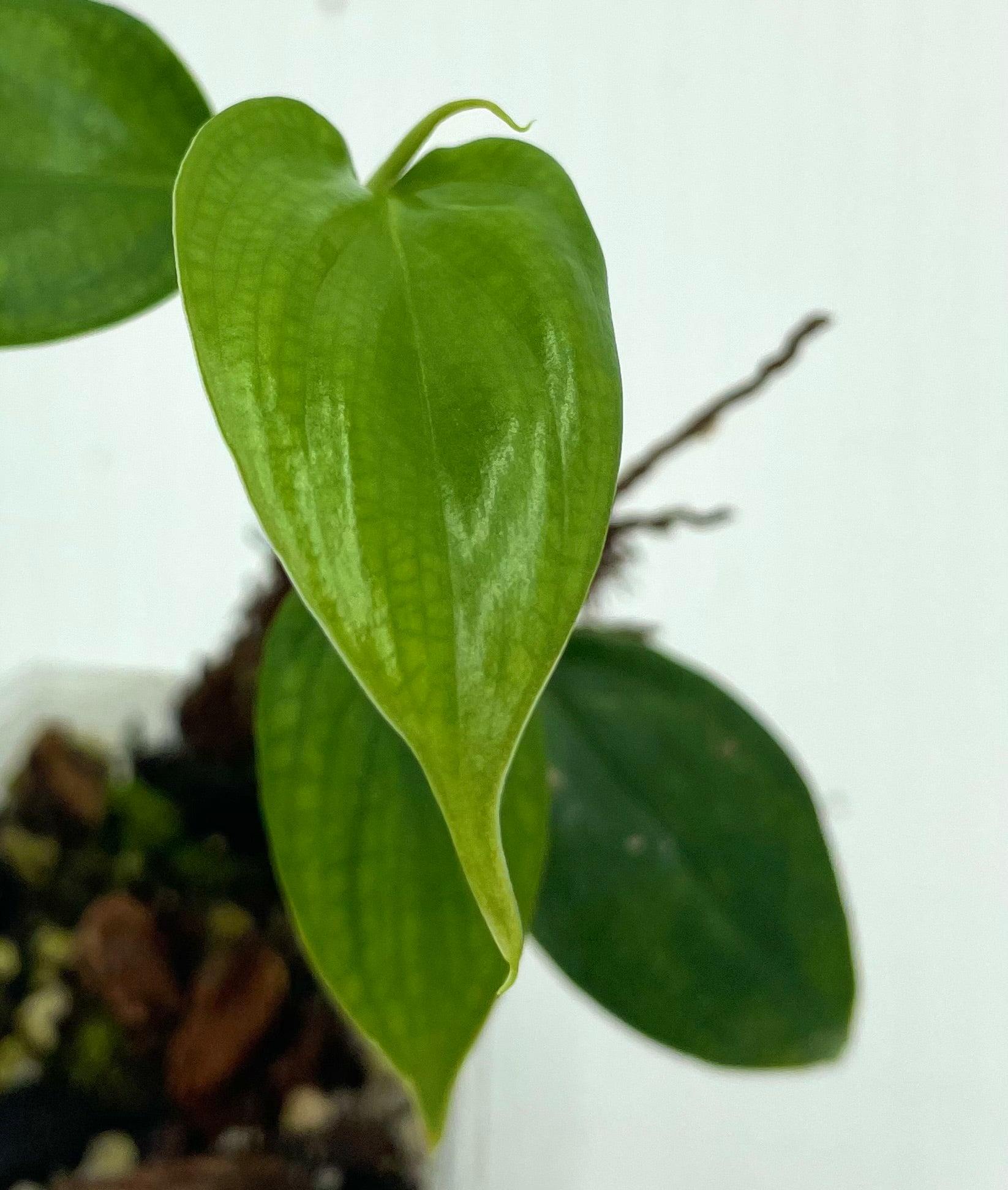 philodendron villamagense Philodendron villamagense 'Pangui'