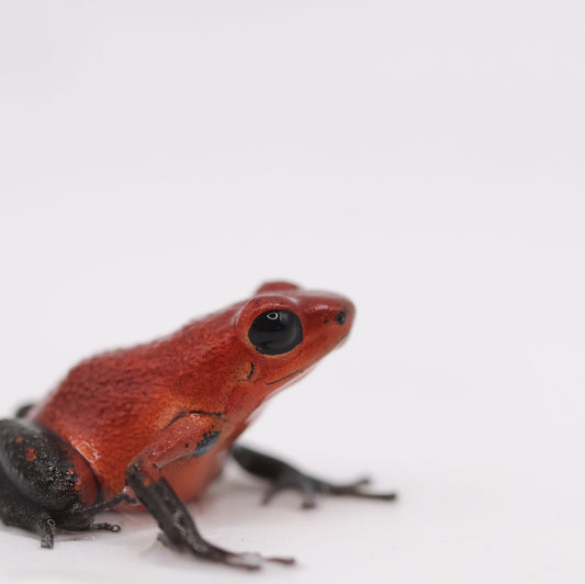Oophaga pumilio “Almirante”
