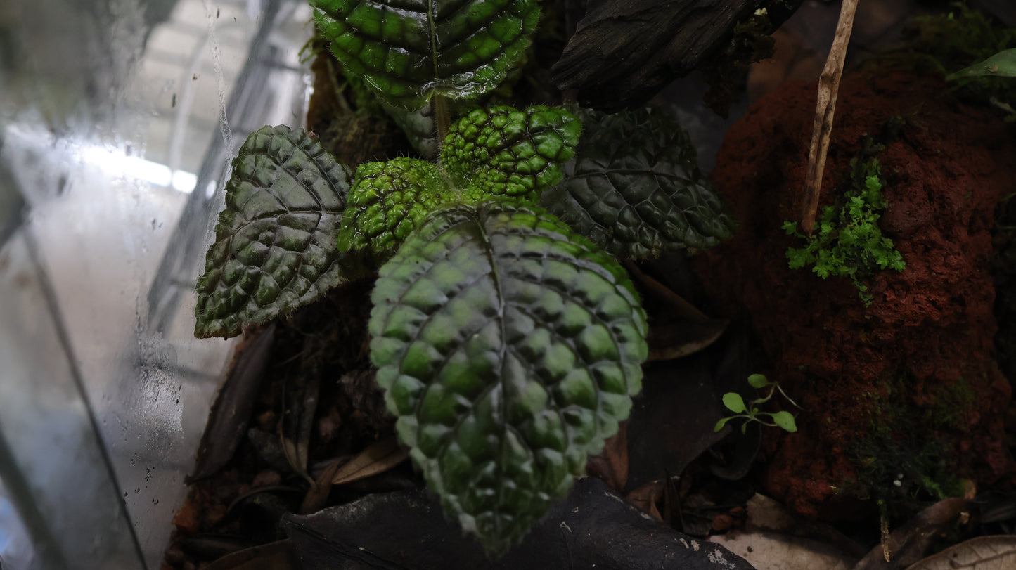 Nautilocalyx erytranthus