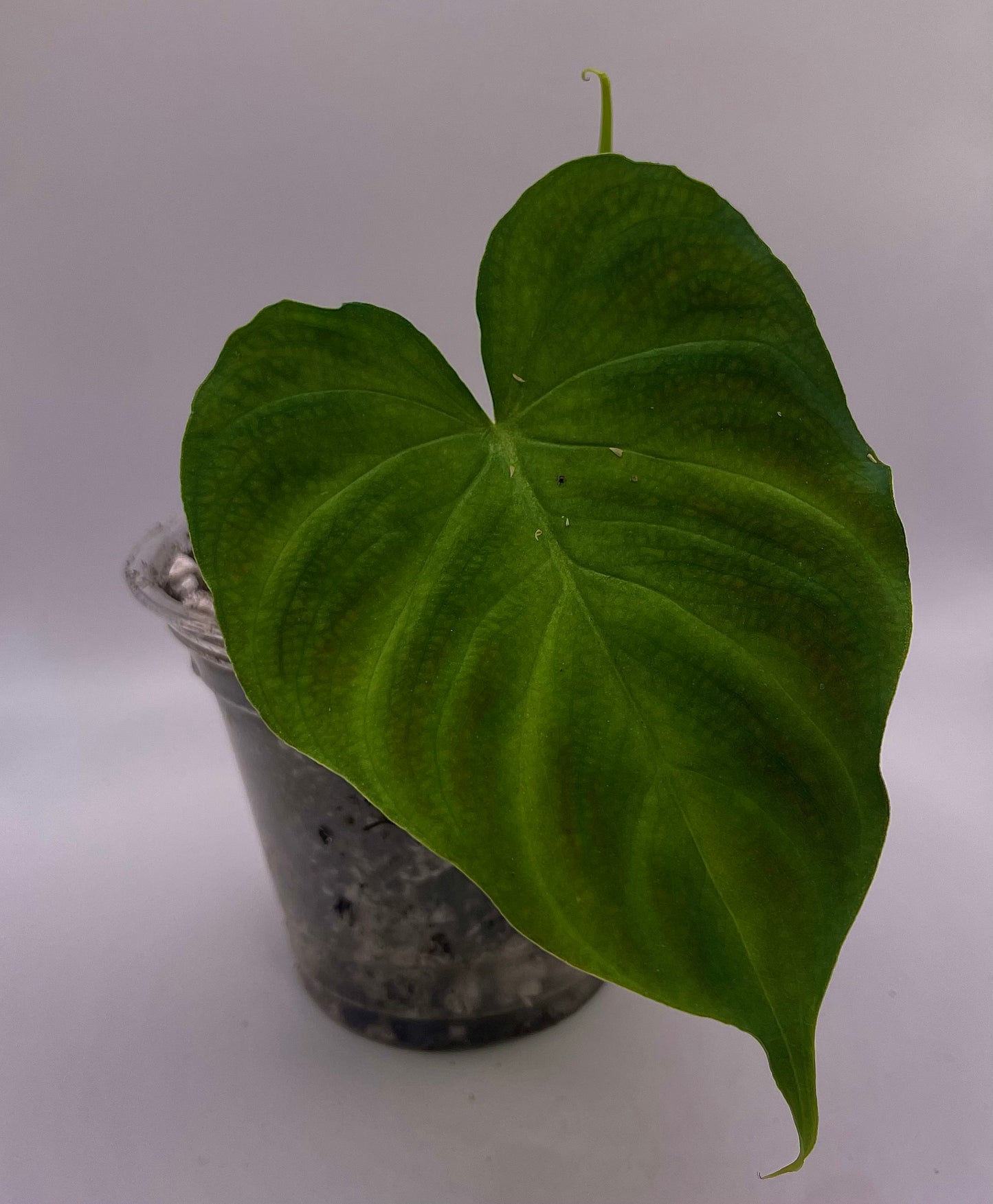 Philodendron Verrecosum