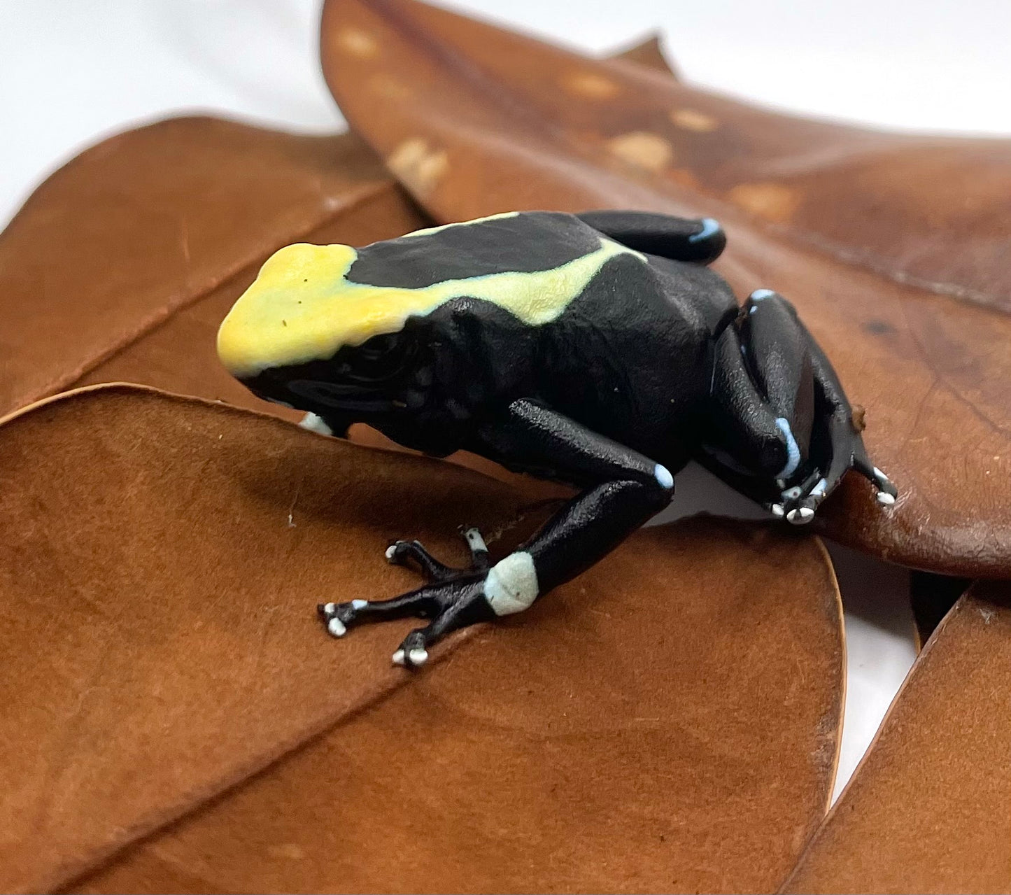 Dendrobates tinctorius "Yellowback"